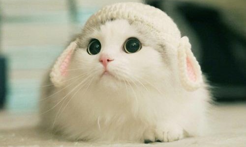 虐猫的人什么心态行为违法吗(虐猫行为的心理原因)