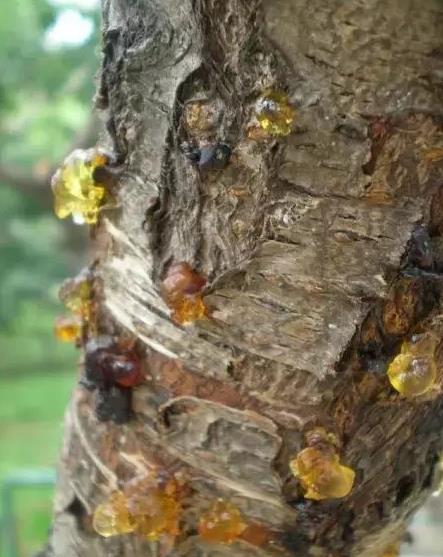 刘逸云是t吗(刘逸云是干嘛的) 刘逸云是t吗(刘逸云是干嘛的)