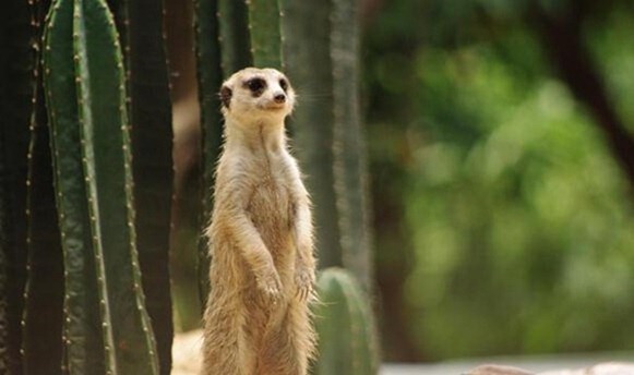 毒蛇为什么咬不死蛇獴?真实蛇獴大战毒蛇