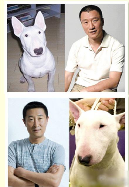 牛头梗犬和孙红雷合照(孙红雷斗牛梗犬图片) 牛头梗犬和孙红雷合照(孙红雷斗牛梗犬图片)