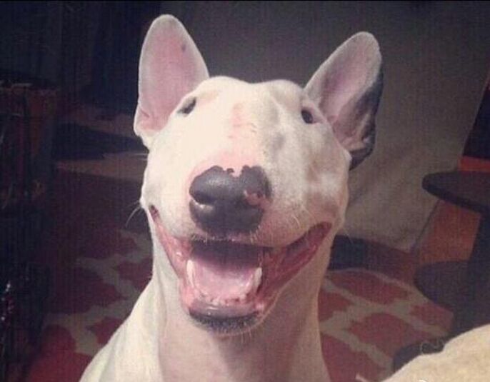 牛头梗犬和孙红雷合照(孙红雷斗牛梗犬图片) 牛头梗犬和孙红雷合照(孙红雷斗牛梗犬图片)