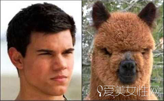 牛头梗犬和孙红雷合照(孙红雷斗牛梗犬图片) 牛头梗犬和孙红雷合照(孙红雷斗牛梗犬图片)