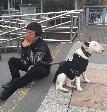 牛头梗犬和孙红雷合照(孙红雷斗牛梗犬图片) 牛头梗犬和孙红雷合照(孙红雷斗牛梗犬图片)