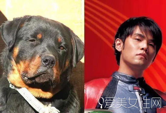 牛头梗犬和孙红雷合照(孙红雷斗牛梗犬图片) 牛头梗犬和孙红雷合照(孙红雷斗牛梗犬图片)