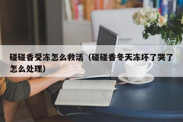 碰碰香受冻怎么救活（碰碰香冬天冻坏了哭了怎么处理） 