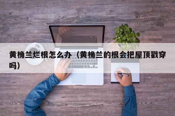 黄桷兰烂根怎么办（黄桷兰的根会把屋顶戳穿吗） 