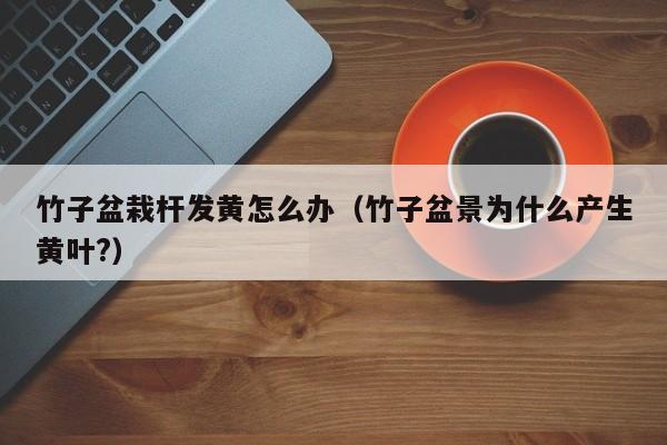 竹子盆栽杆发黄怎么办（竹子盆景为什么产生黄叶?） 