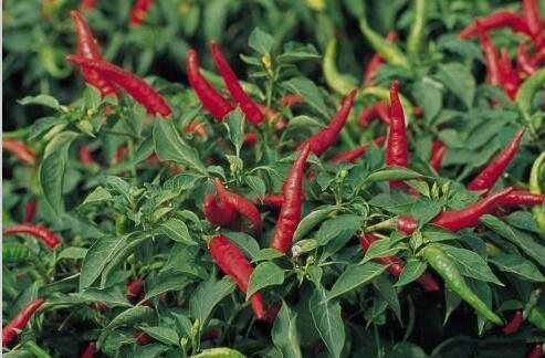 世界第二辣鸟眼辣椒长得小(鸟眼椒辣度)