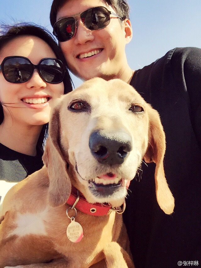 张梓琳的狗yoyo是什么品种的？盘点各大