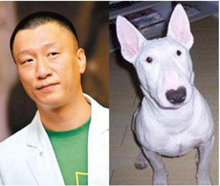 张梓琳的狗yoyo是什么品种的？盘点各大