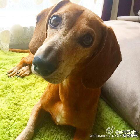 张梓琳的狗yoyo是什么品种的？盘点各大