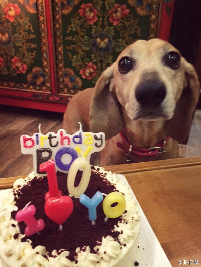 张梓琳的狗yoyo是什么品种的？盘点各大