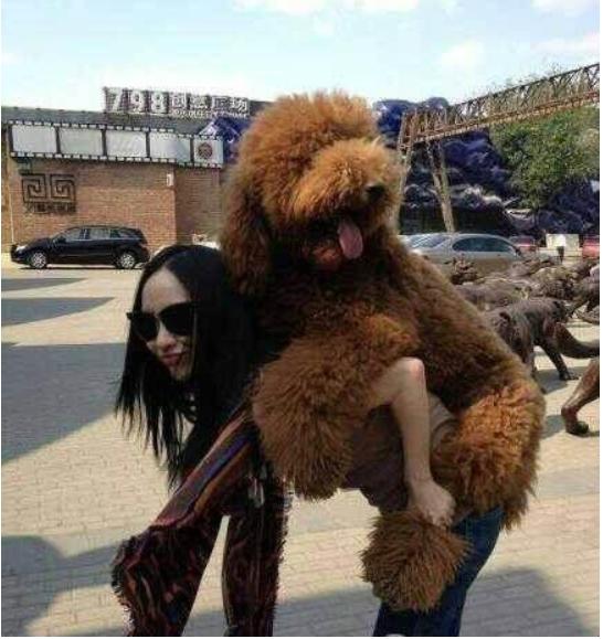 张梓琳的狗yoyo是什么品种的？盘点各大