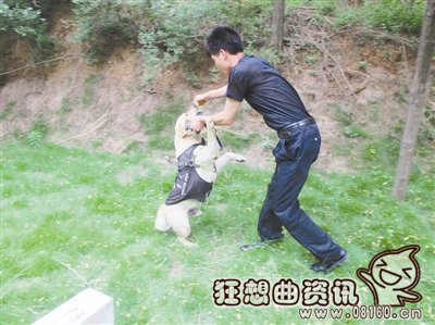 湄公河行动啸天是什么品种的狗？现实中的缉(湄公河啸天犬)