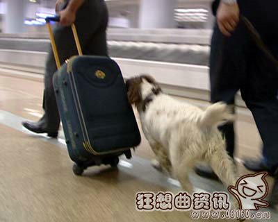 湄公河行动啸天是什么品种的狗？现实中的缉(湄公河啸天犬)