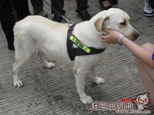 湄公河行动啸天是什么品种的狗？现实中的缉(湄公河啸天犬)