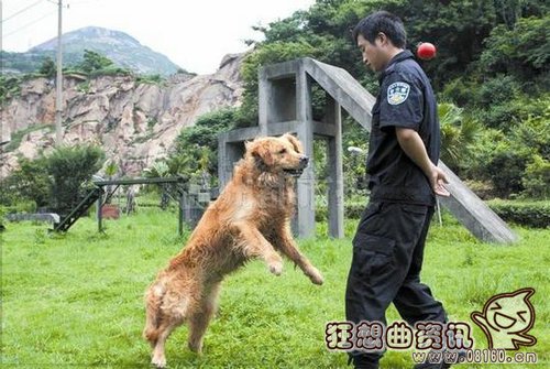 湄公河行动啸天是什么品种的狗？现实中的缉(湄公河啸天犬)