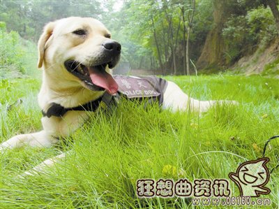 湄公河行动啸天是什么品种的狗？现实中的缉(湄公河啸天犬)