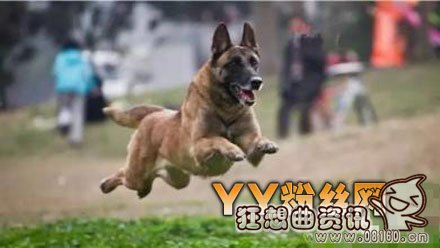 湄公河行动啸天是什么品种的狗？现实中的缉(湄公河啸天犬)