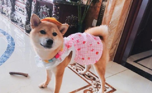 宋茜穿镂空抹胸装秀性感图片(宋茜镂空礼服)