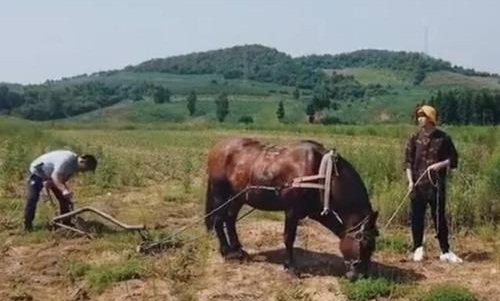 做家务的男人魏大勋开荒犁地(爱做家务的男人魏大勋)